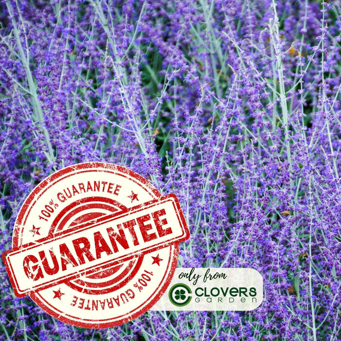 Russian Sage | Two Live Plants | Non-GMO, Hardy Flowering Perennial, Pollinator Favorite, Drought Tolerant