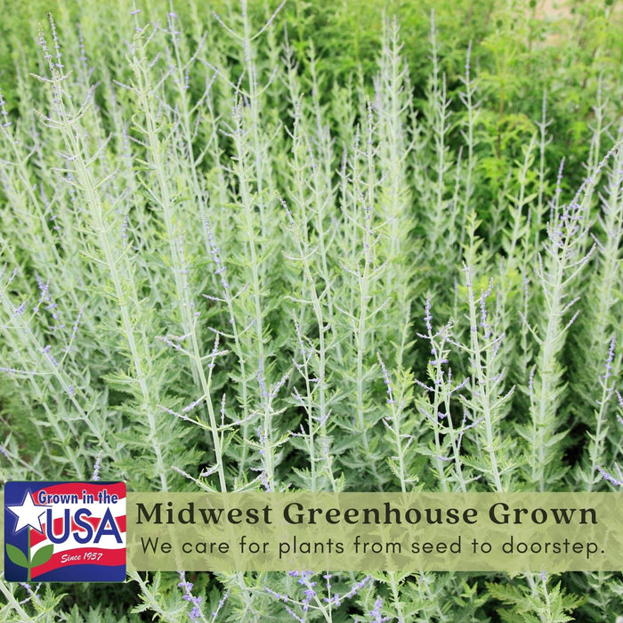 Russian Sage | Two Live Plants | Non-GMO, Hardy Flowering Perennial, Pollinator Favorite, Drought Tolerant