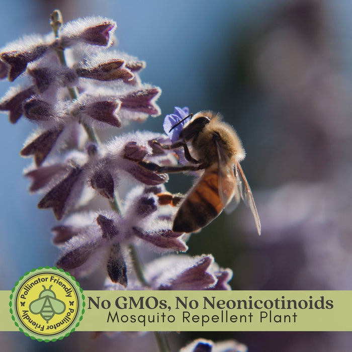 Russian Sage | Two Live Plants | Non-GMO, Hardy Flowering Perennial, Pollinator Favorite, Drought Tolerant