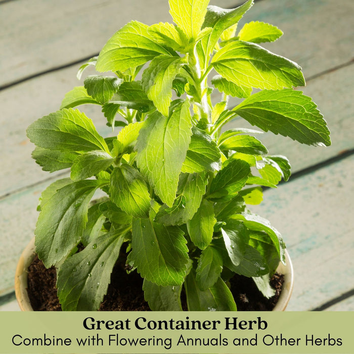 Stevia Plant | Two Live Garden Plants | Non-GMO, Use Leaves Fresh or Dried