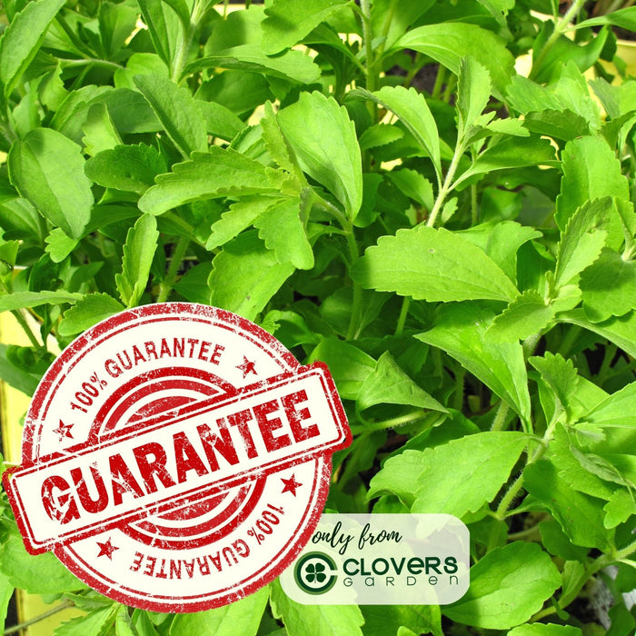 Stevia Plant | Two Live Garden Plants | Non-GMO, Use Leaves Fresh or Dried