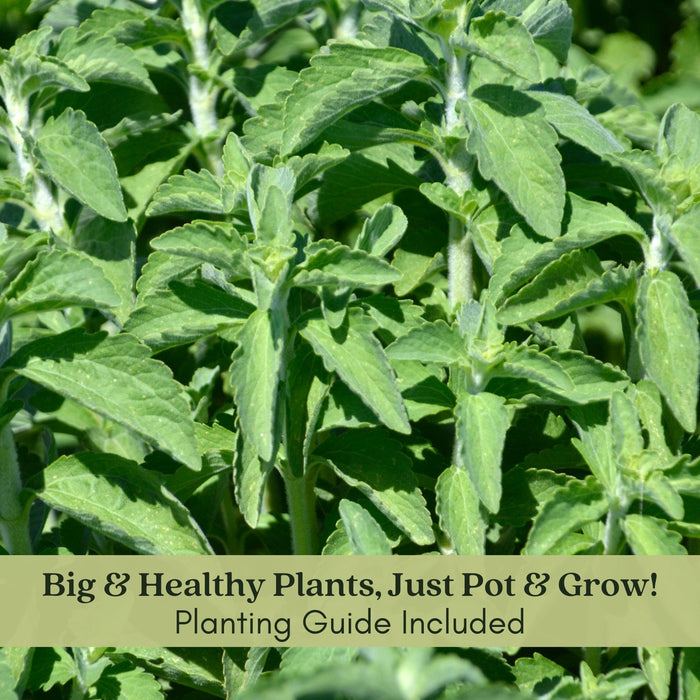 Stevia Plant | Two Live Garden Plants | Non-GMO, Use Leaves Fresh or Dried