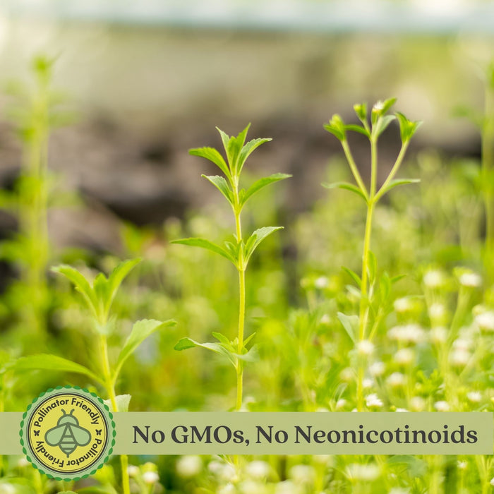 Stevia Plant | Two Live Garden Plants | Non-GMO, Use Leaves Fresh or Dried