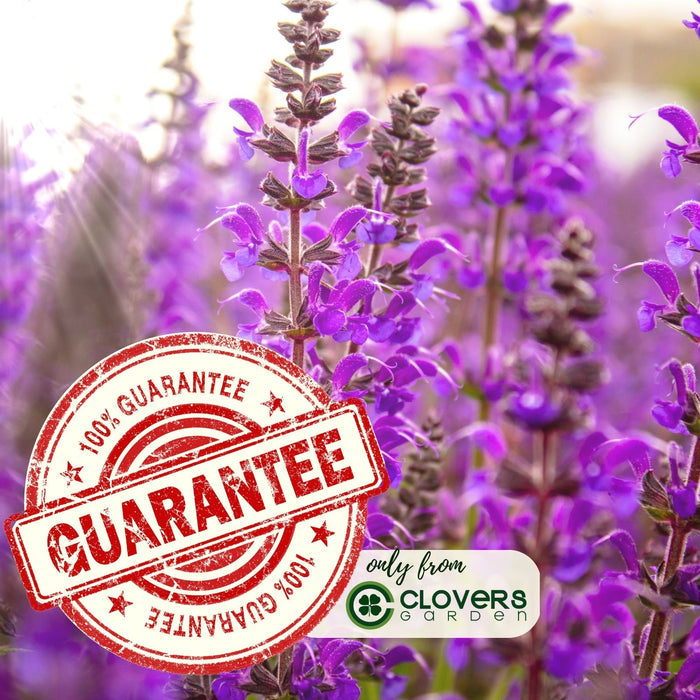 Salvia | Two Live Plants | Non-GMO, Hardy Flowering Perennial, Hummingbird Favorite