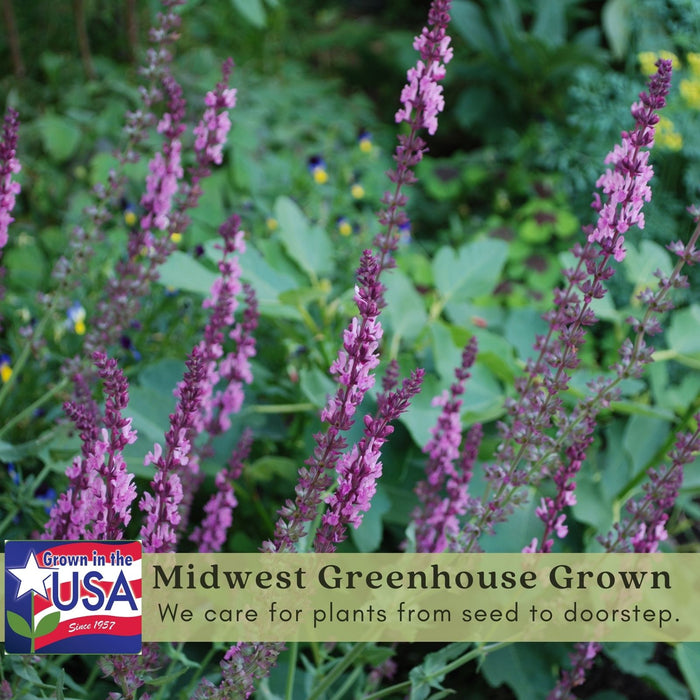 Salvia | Two Live Plants | Non-GMO, Hardy Flowering Perennial, Hummingbird Favorite