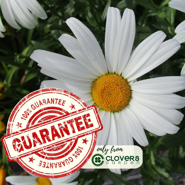 Shasta Daisy (Leucanthemum) | Two Live Plants | Non-GMO, Hardy Flowering Perennial, Pollinator Favorite