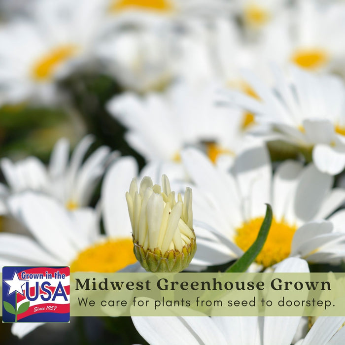Shasta Daisy (Leucanthemum) | Two Live Plants | Non-GMO, Hardy Flowering Perennial, Pollinator Favorite