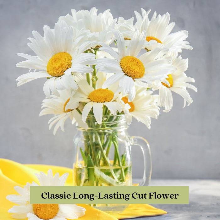 Shasta Daisy (Leucanthemum) | Two Live Plants | Non-GMO, Hardy Flowering Perennial, Pollinator Favorite