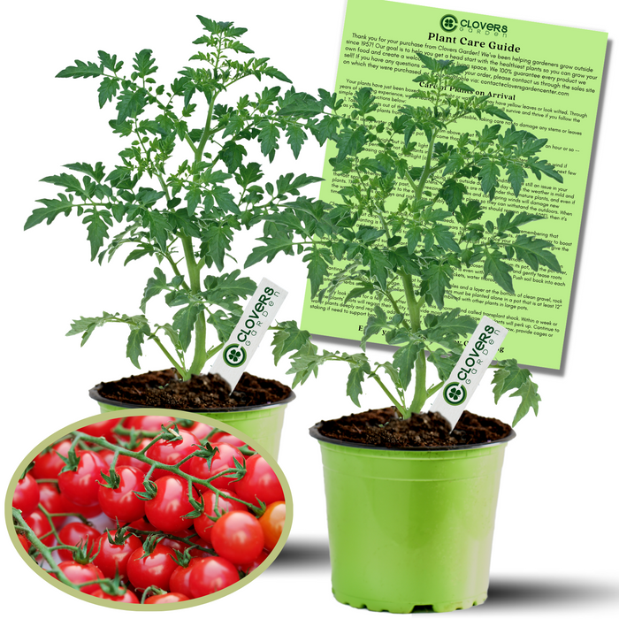 Sweet 100 Tomato Plants | Two Live Garden Plants | Non-GMO, Cherry, Indeterminate, Huge Yields