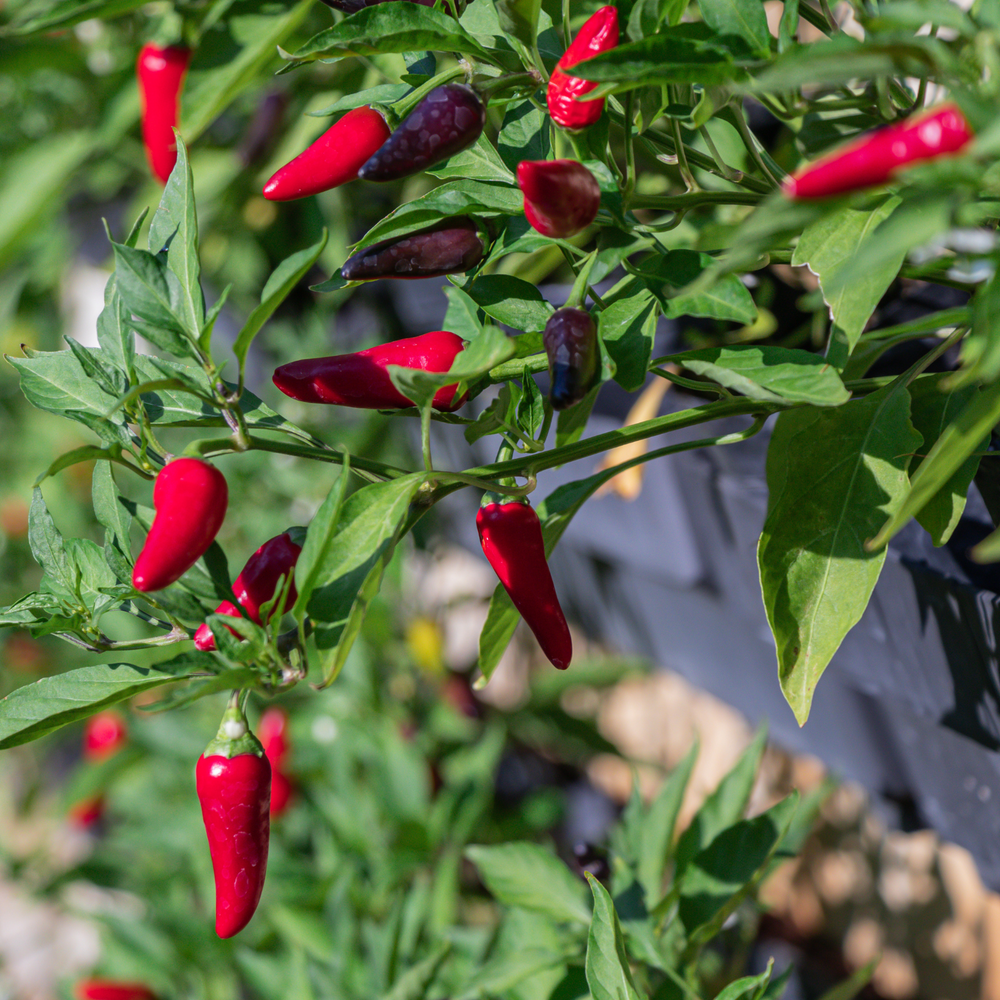 Tabasco Pepper | Two Live Garden Plants | Non-GMO, Medium Hot