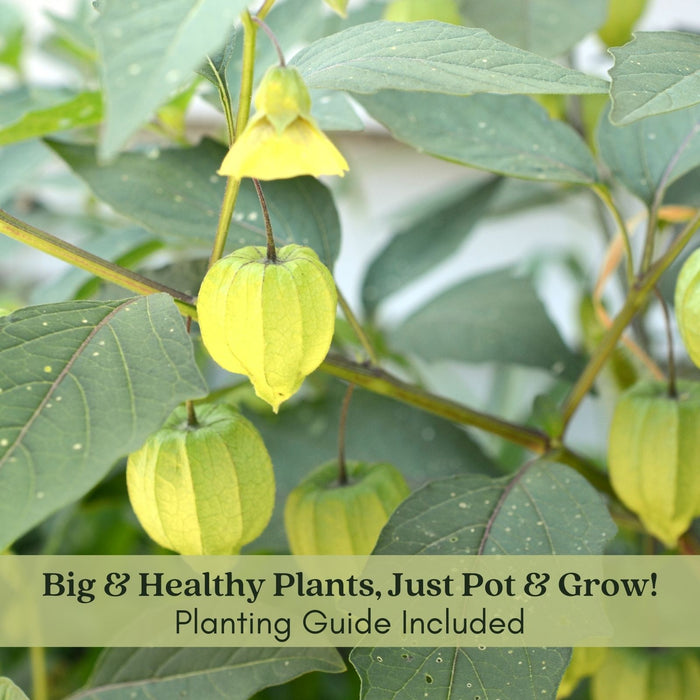 Tomatillo Plants (Mexican Husk Tomato) Plants | Two Live Garden Plants | Non-GMO, Must Have for Salsa Verde