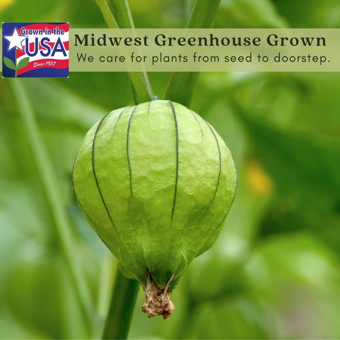 Tomatillo Plants (Mexican Husk Tomato) Plants | Two Live Garden Plants | Non-GMO, Must Have for Salsa Verde