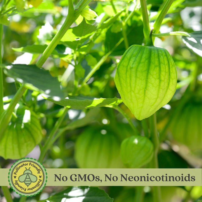 Tomatillo Plants (Mexican Husk Tomato) Plants | Two Live Garden Plants | Non-GMO, Must Have for Salsa Verde