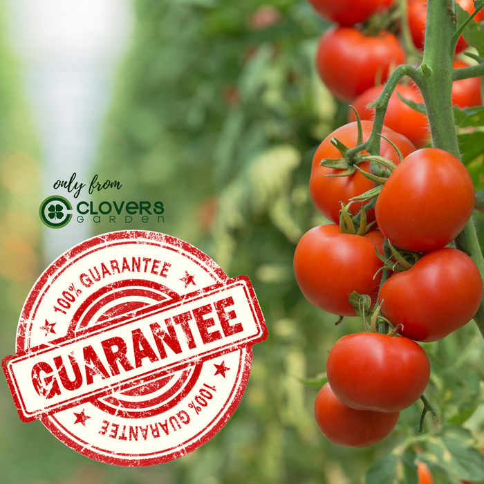 Brandywine Pink Tomato Plants | Two Live Garden Plants | Non-GMO, Amish Heirloom