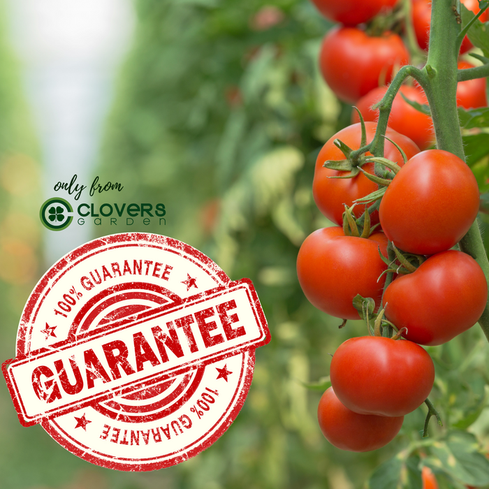 Big Beef Tomato Plants |Two Live Plants | Non-GMO, Interdeterminate, Disease Resistant