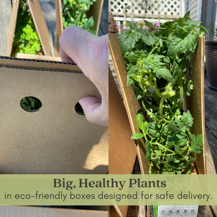 Big Rainbow Tomato Plants | Two Live Plants | Non-GMO, Heirloom, Indeterminate