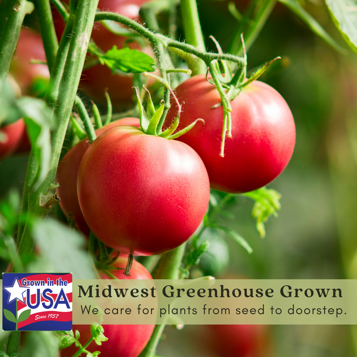 Mountain Pride Tomato | Two Live Garden Plants | Non-GMO, Determinate, Disease Resistant, Great Canner