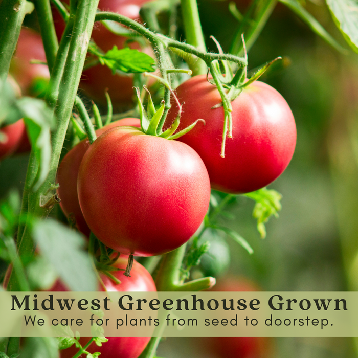 Whopper Tomato Plants | Two Live Garden Plants | Non-GMO, Globe, Indeterminate