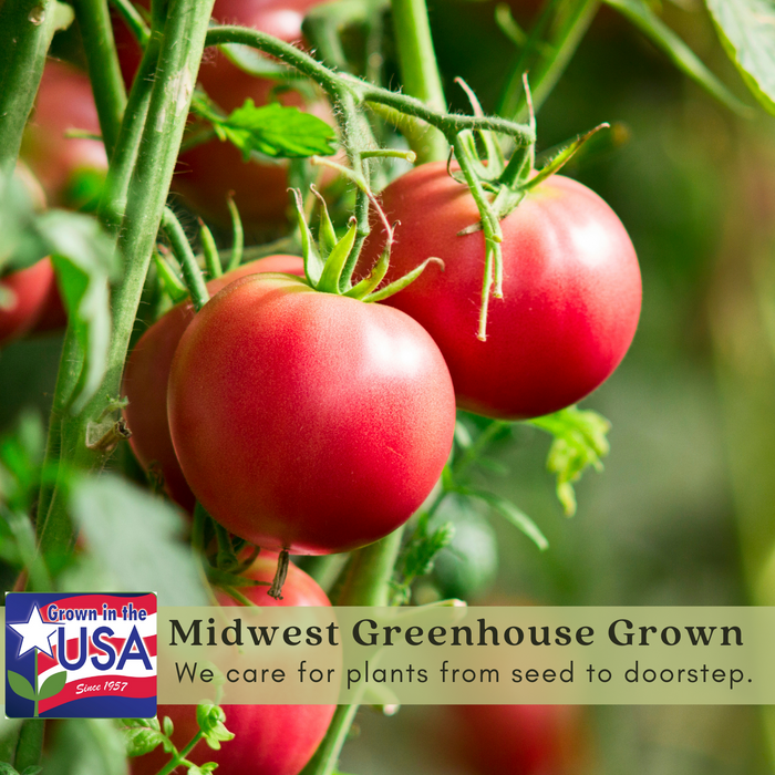 Old German Tomato | Two Live Garden Plants | Non-GMO, Heirloom, Indeterminate, Large Fruit