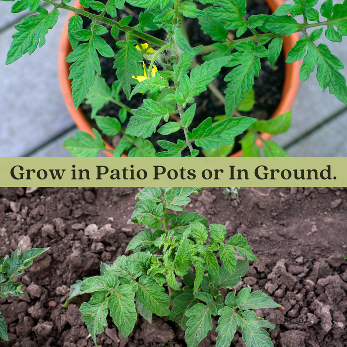 Juliet Tomato Plants | Two Live Garden Plants | Non-GMO, Plum-Type, Crack-Resistant