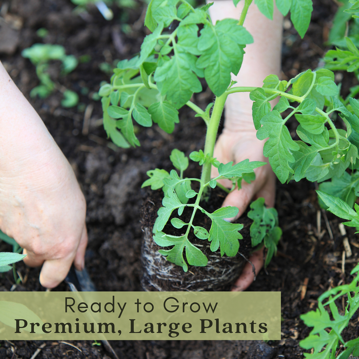 Old German Tomato | Two Live Garden Plants | Non-GMO, Heirloom, Indeterminate, Large Fruit