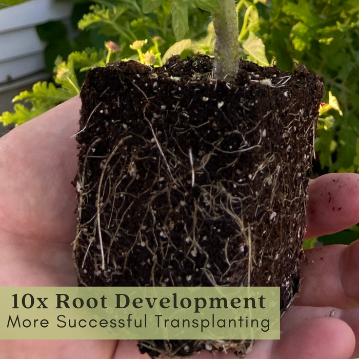 Old German Tomato | Two Live Garden Plants | Non-GMO, Heirloom, Indeterminate, Large Fruit