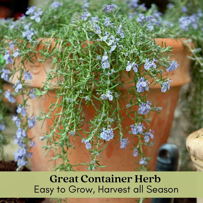 Trailing Rosemary | Two Live Herb Plants | Non-GMO, Cascading Growth, Versatile Uses