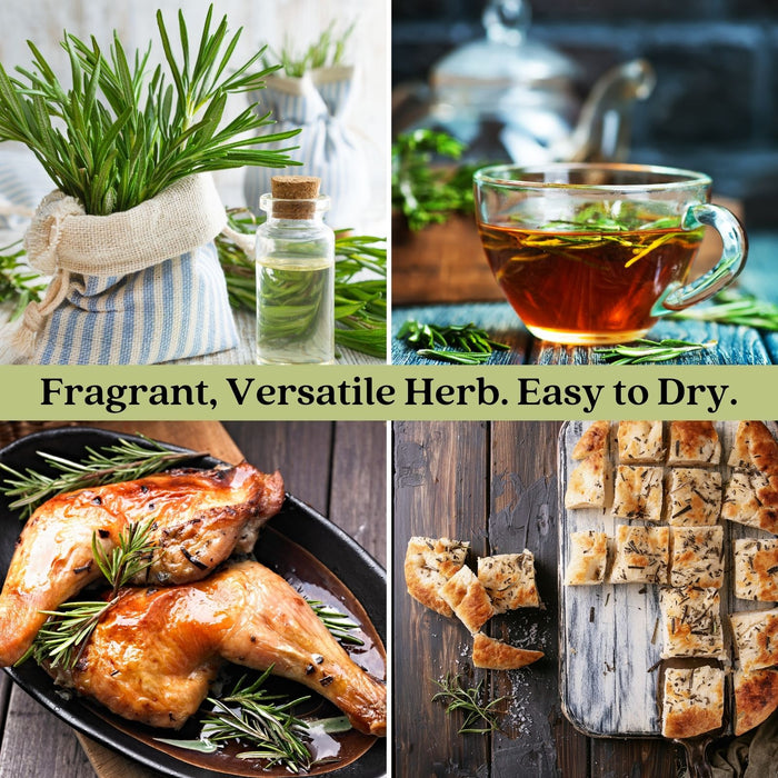 Upright Rosemary | Two Live Herb Plants | Non-GMO, Ornamental & Edible