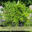 Barbeque Rosemary | Two Live Herb Plants | Non-GMO, Strong Stems, Dries Well