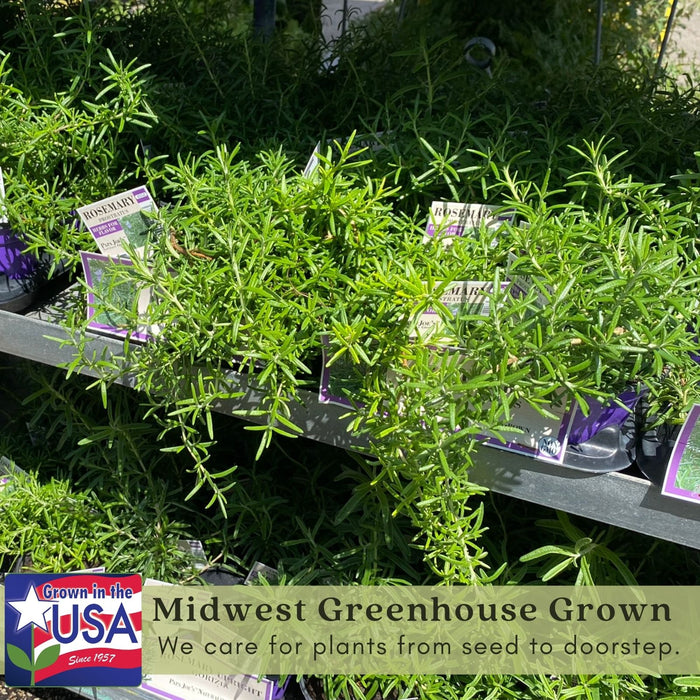 Trailing Rosemary | Two Live Herb Plants | Non-GMO, Cascading Growth, Versatile Uses