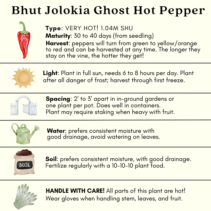 Ghost Bhut Jolokia Pepper | Two Live Plants | Non-GMO, High Yield, 1M+ SHU