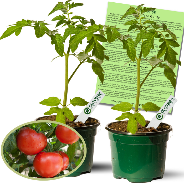 Wisconsin 55 Tomato Plants | Two Live Garden Plants | Non-GMO, Heirloom, Semi-Determinate