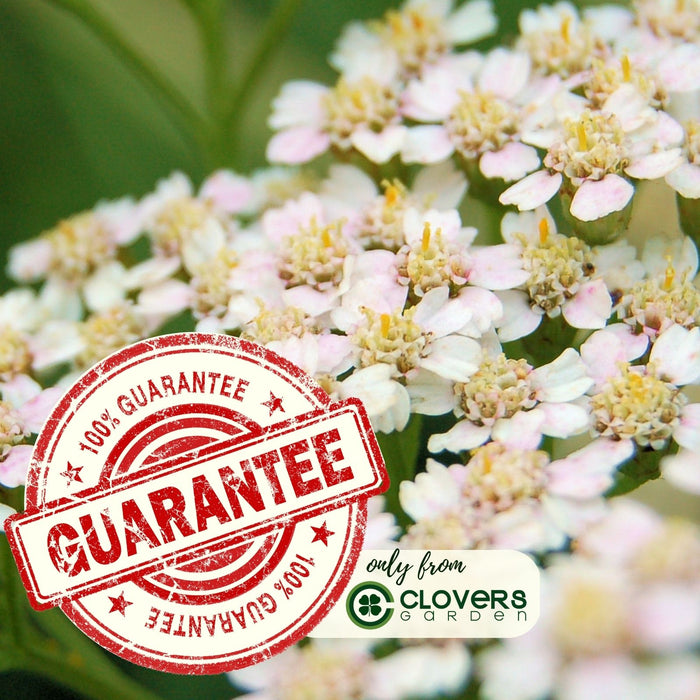 Yarrow "Summer Pastels" (Achillea) Plants  | Two Live Plants | Non-GMO, Hardy Flowering Perennial, Pollinator Favorite