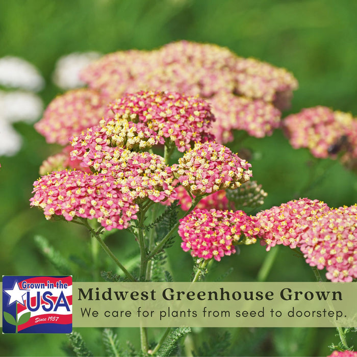 Yarrow "Summer Pastels" (Achillea) Plants  | Two Live Plants | Non-GMO, Hardy Flowering Perennial, Pollinator Favorite