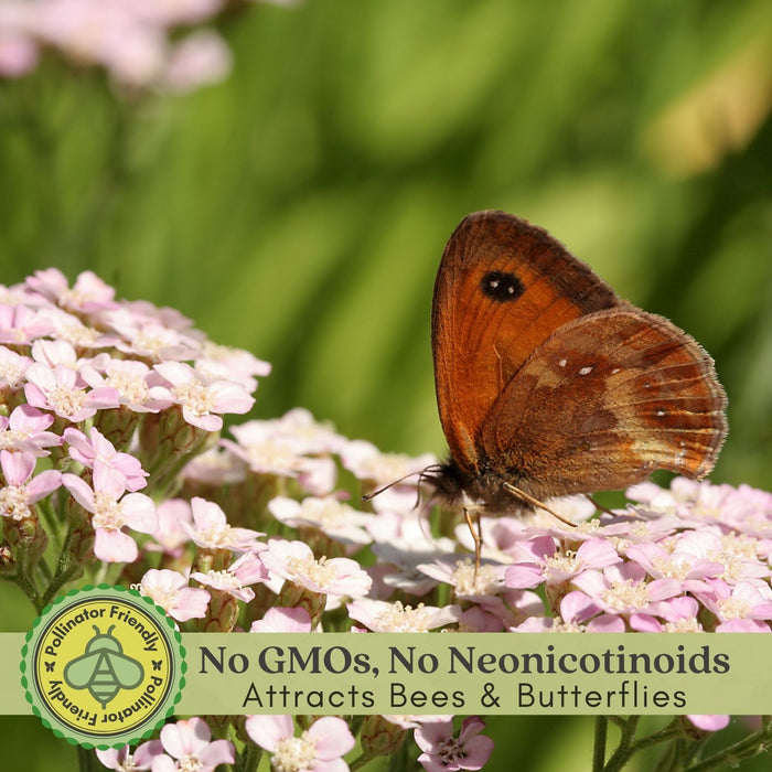 Yarrow "Summer Pastels" (Achillea) Plants  | Two Live Plants | Non-GMO, Hardy Flowering Perennial, Pollinator Favorite