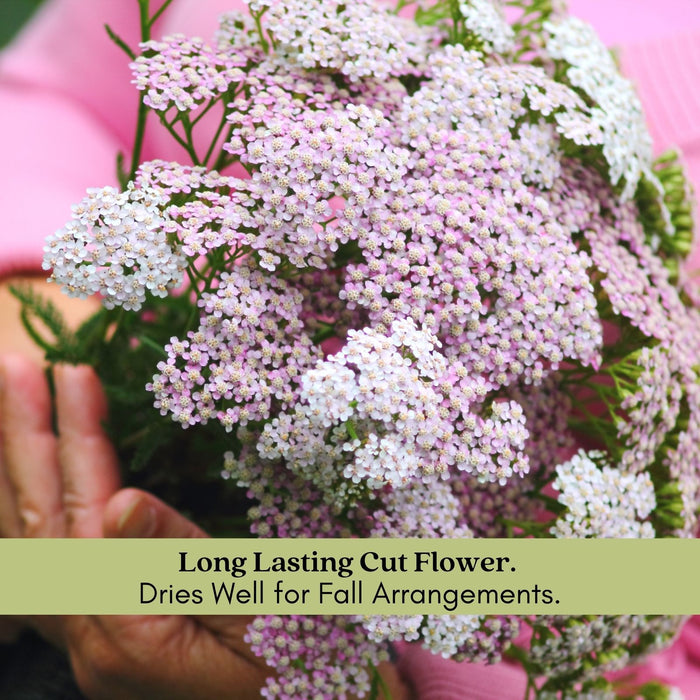 Yarrow "Summer Pastels" (Achillea) Plants  | Two Live Plants | Non-GMO, Hardy Flowering Perennial, Pollinator Favorite