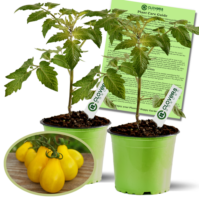 Yellow Pear Tomato Plants | Two Live Garden Plants | Non-GMO, Pear Heirloom, Indeterminate