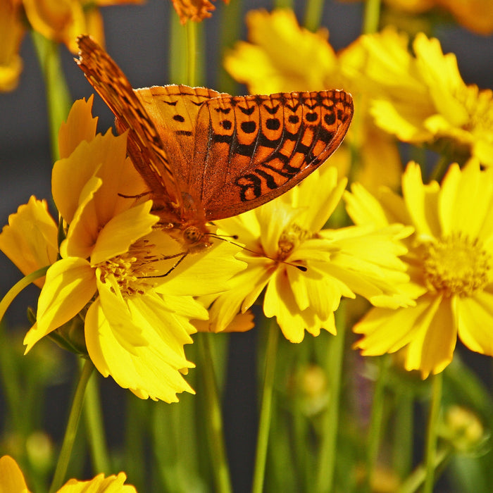 Bird & Pollinator Native Wildflower Seed Mix & Insect House | 13,000 Seeds, Non-GMO, Non-GE, All Perennial, No Filler