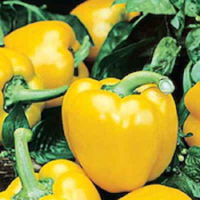 Golden California Wonder Bell | Two Live Pepper Plants | Non GMO, Sweet Bell, Salad Favorite