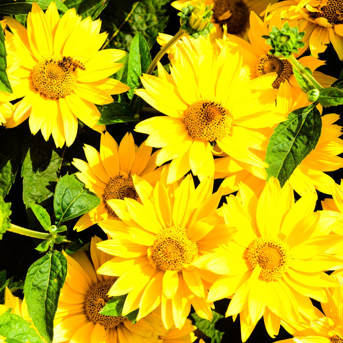 Bird & Pollinator Native Wildflower Seed Mix & Insect House | 13,000 Seeds, Non-GMO, Non-GE, All Perennial, No Filler