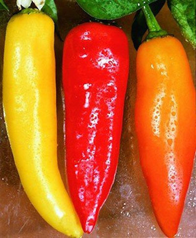 Hot Banana Pepper - Hungarian Hot Banana - Two Live Garden Plants | Non-GMO, Early Producer