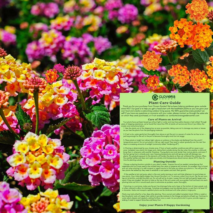 Lantana Camara Flowering | Two Live Plants | Non-GMO, Mosquito Repellent Plant, Thrives in Hot & Dry Areas