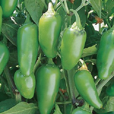 Jalapeno Peppers | Two Live Garden Plants | Non-GMO, Mild Heat, Great Producer