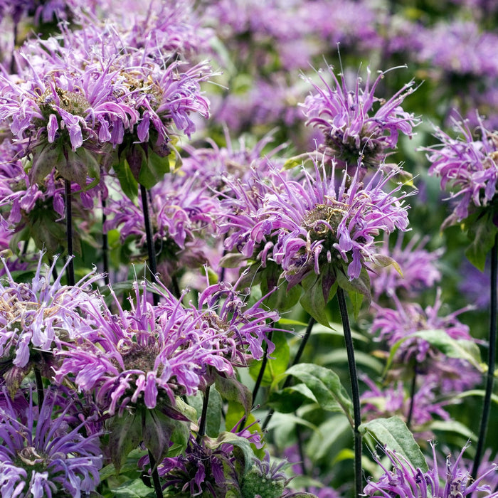 Bird & Pollinator Native Wildflower Seed Mix & Insect House | 13,000 Seeds, Non-GMO, Non-GE, All Perennial, No Filler