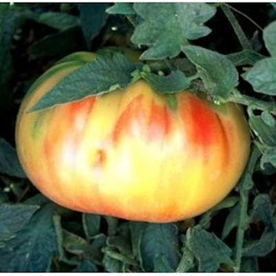 Old German Tomato | Two Live Garden Plants | Non-GMO, Heirloom, Indeterminate, Large Fruit