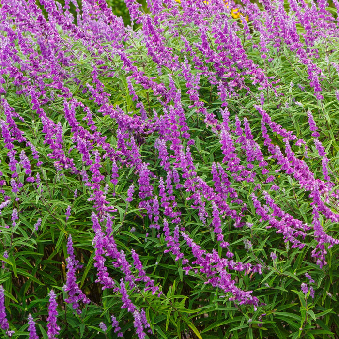 Salvia | Two Live Plants | Non-GMO, Hardy Flowering Perennial, Hummingbird Favorite