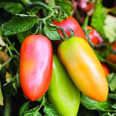 San Marzano Tomato | Two Live Garden Plants | Non-GMO, Indeterminate, Heirloom Roma