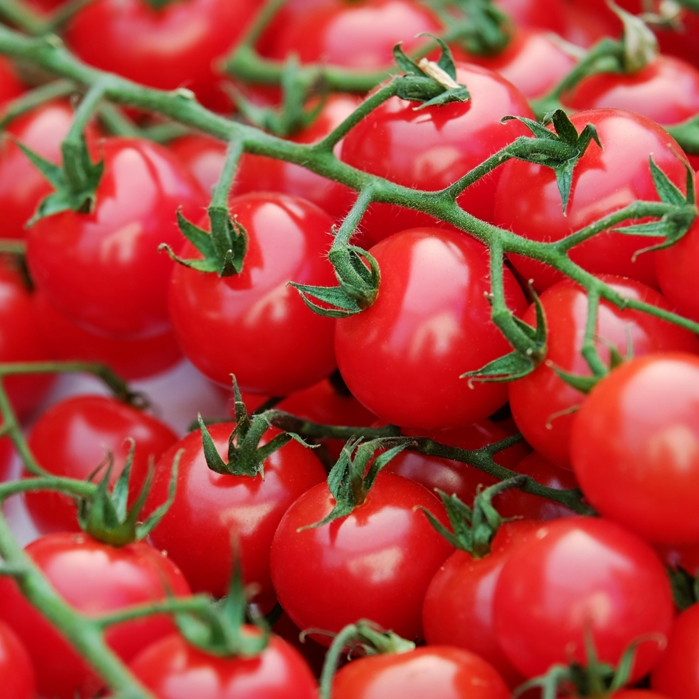 Sweet 100 Tomato Plants | Two Live Garden Plants | Non-GMO, Cherry, Indeterminate, Huge Yields