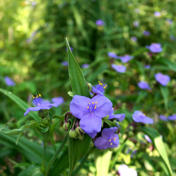 Bird & Pollinator Native Wildflower Seed Mix & Insect House | 13,000 Seeds, Non-GMO, Non-GE, All Perennial, No Filler
