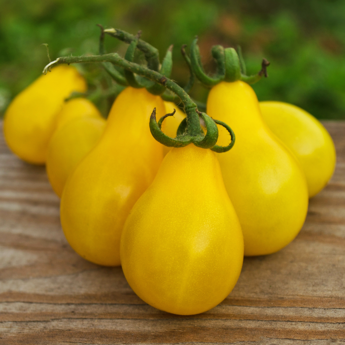 Yellow Pear Tomato Plants | Two Live Garden Plants | Non-GMO, Pear Heirloom, Indeterminate